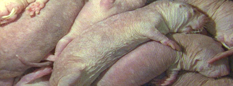 kriminialitaetuntertieren